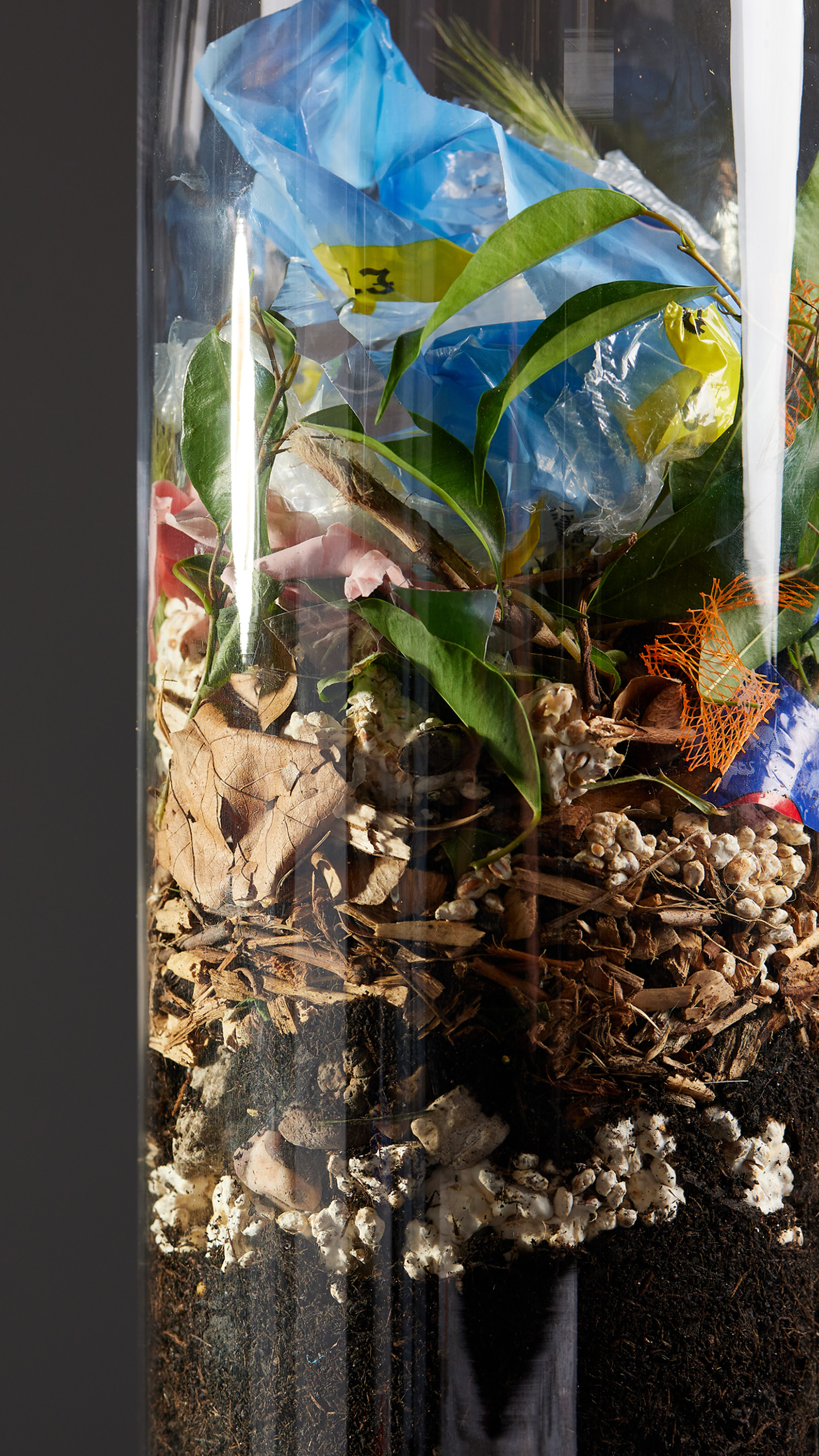 Mycelium, Roots and Plastic Interaction