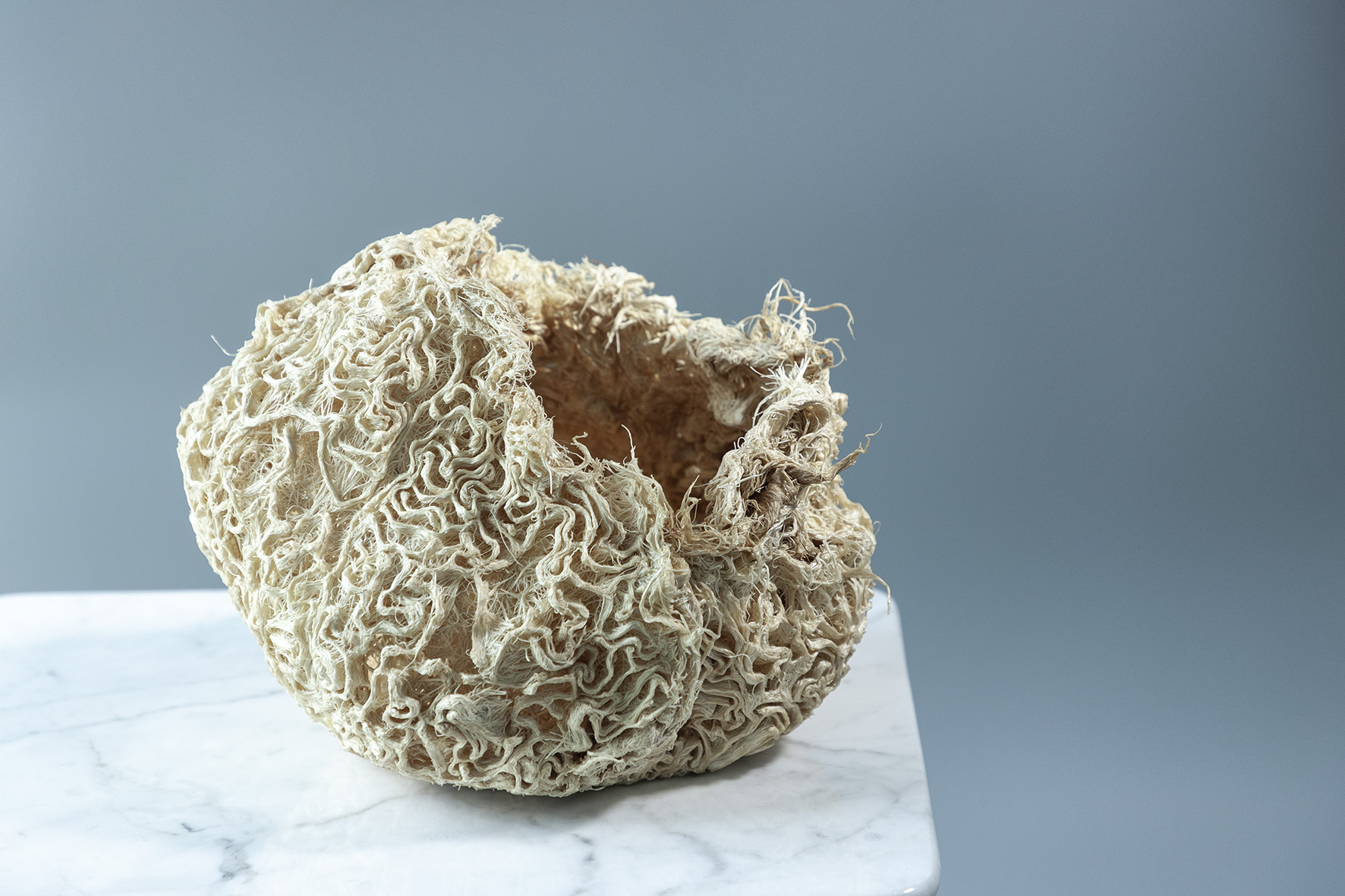 Root Vessel - 28 x 25 x 18cm