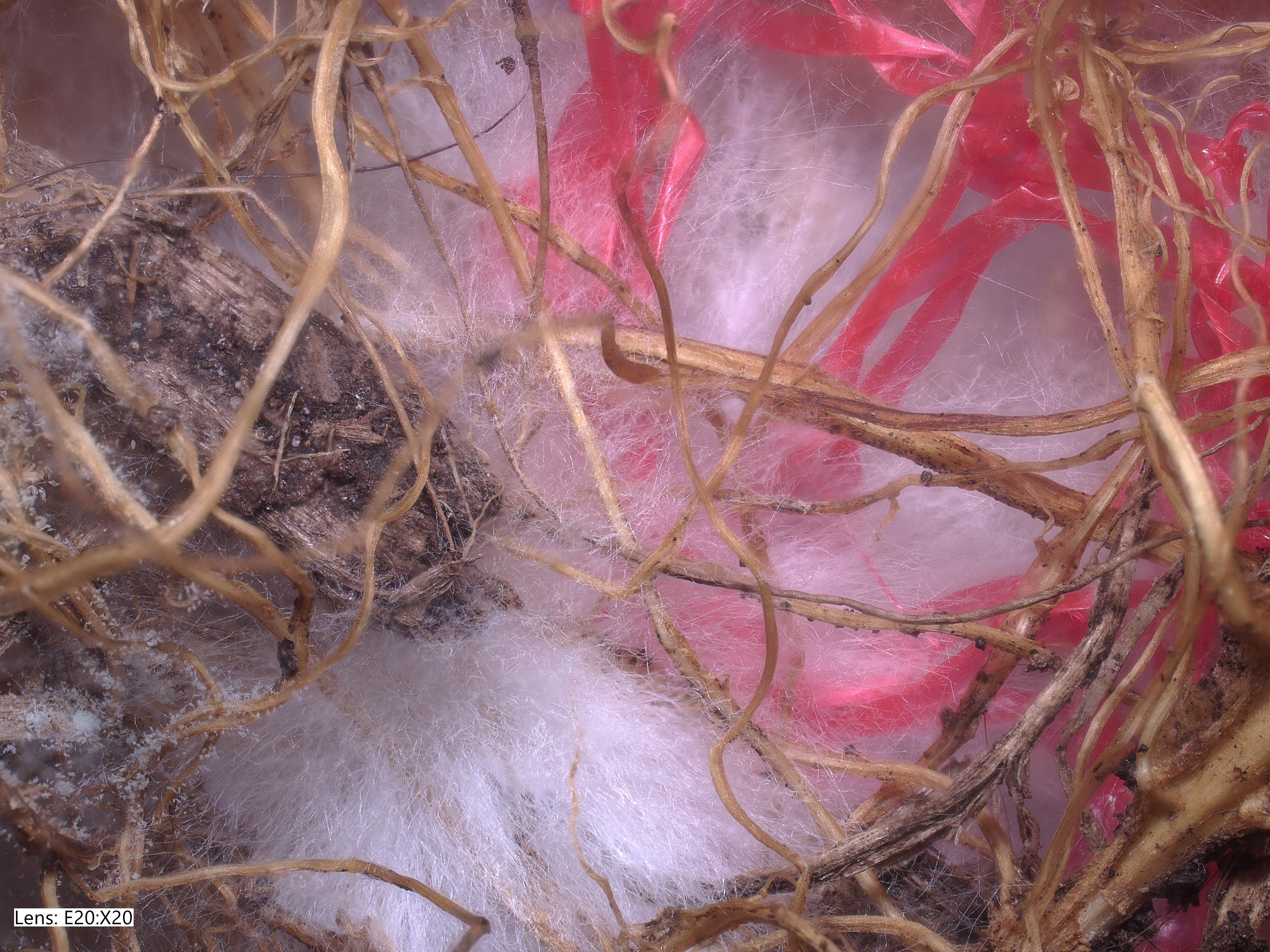 Microscopic Image of Mycelium, Roots and Plastics