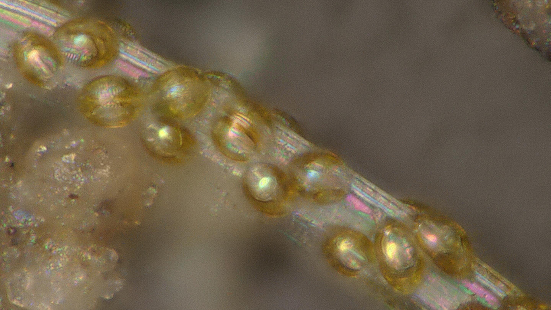 Microscopic Image