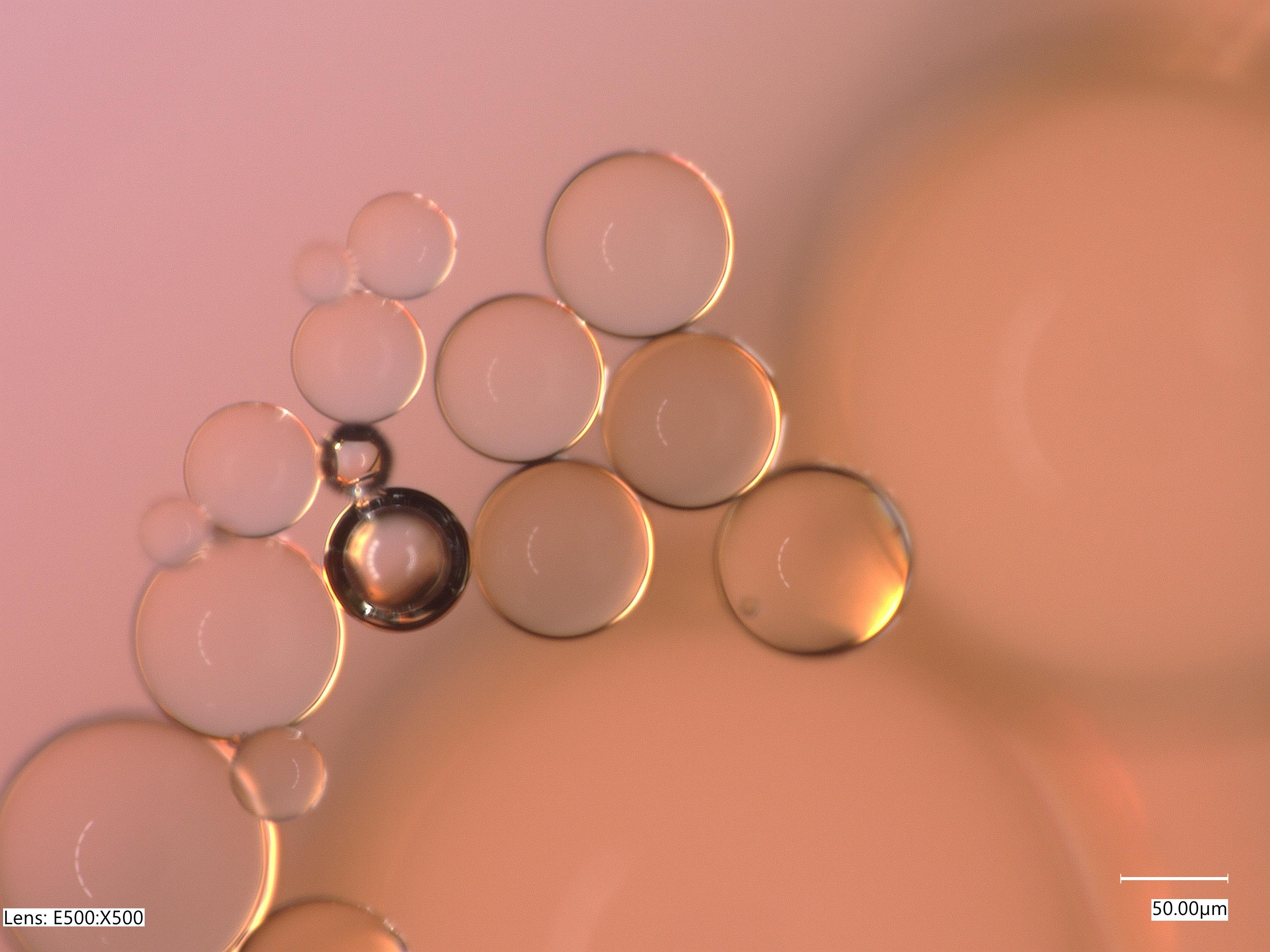 Microscopic image of Used Cooking Oil