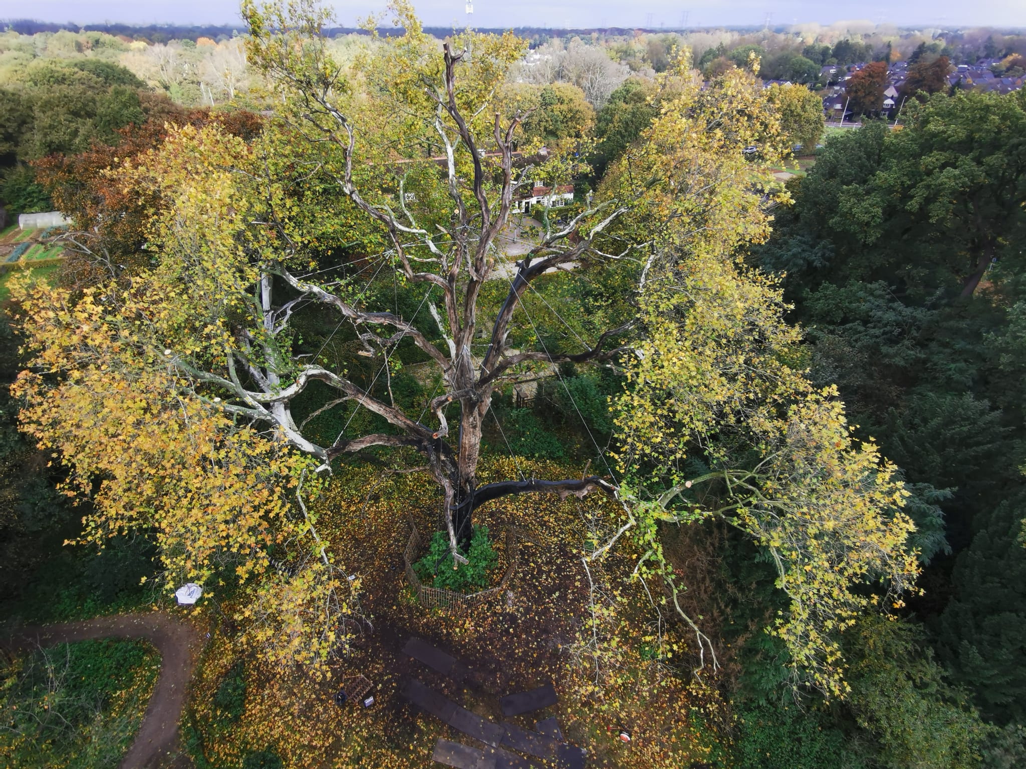 Wereldboom
